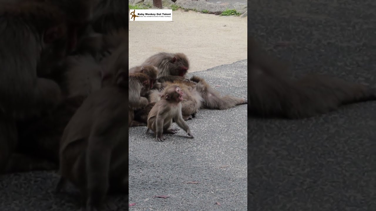 誰もわかってくれない！赤ちゃん猿叫ぶ！/ No one understands. Baby