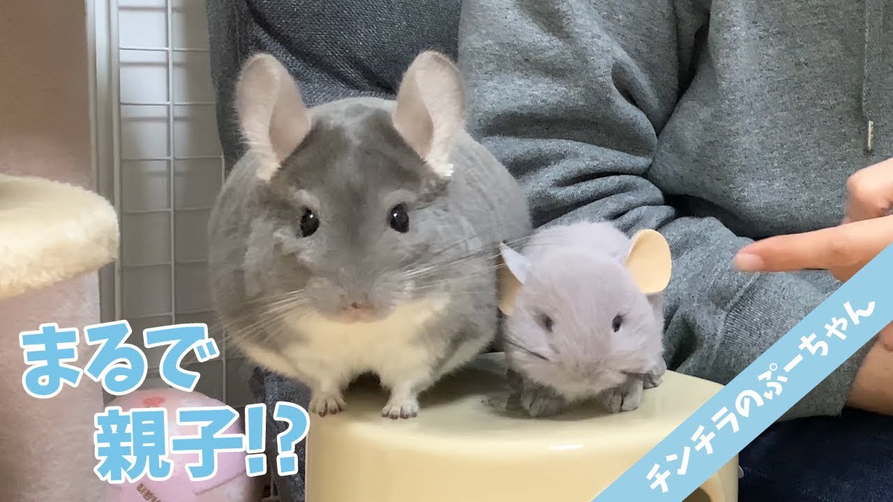 Chinchillas like parents and children are cute! | Funny and Cute