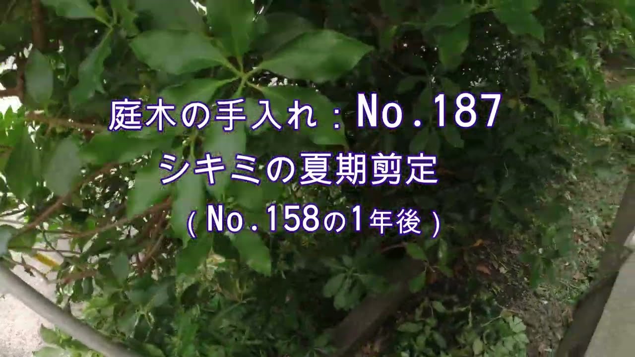 No.187_ Summer pruning of shikimi (one year after No.158) - YouTube