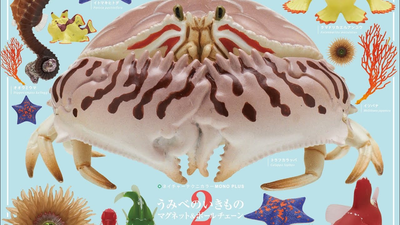 Sea Creatures Magnet & Ball Chain 2