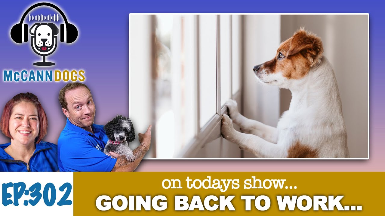 How Going Back To Work Will Impact Your Dog - YouTube