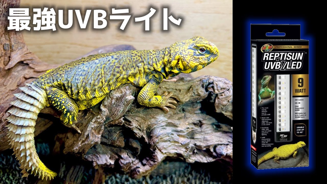 The latest and finest reptile light review! [ZOOMED REPTISUN UVB