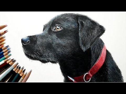 Draw a black labrador - YouTube