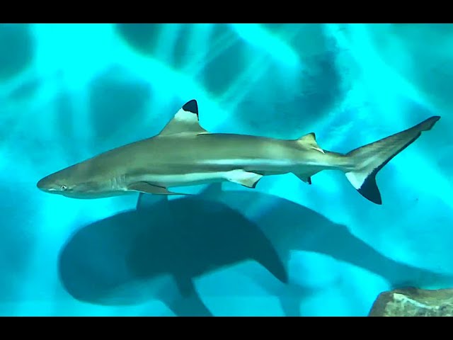 ツマグロ Blacktip reef shark Carcharhinus melanopterus - YouTube