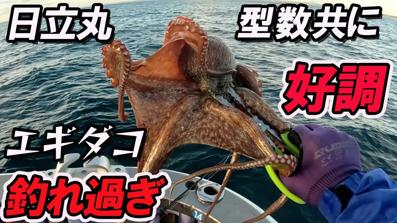 Hitachi Maru Octopus Fishing] Now is your chance! The size and