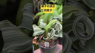 ☆獅子の頂点☆【最高人気・四君子】とんでもない万年青の変化！縞覆輪