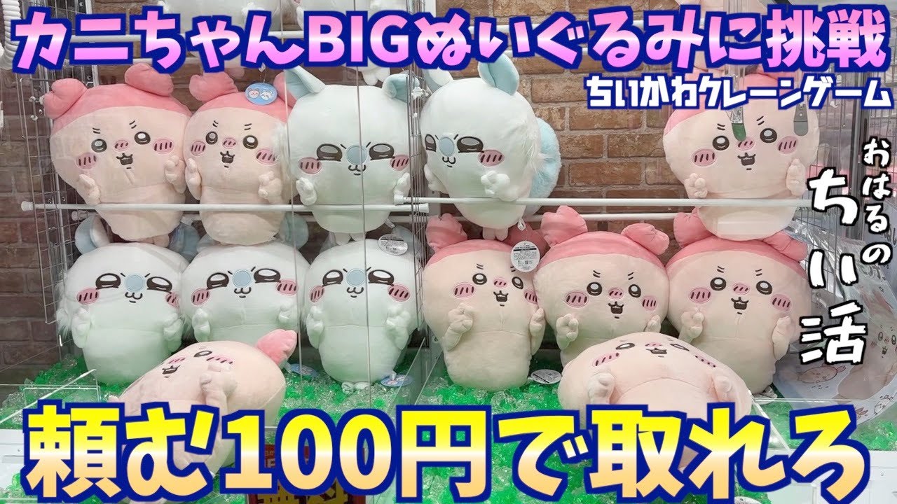 ちいかわ】カニちゃんBIGぬいぐるみを取りたい！新登場の古本屋
