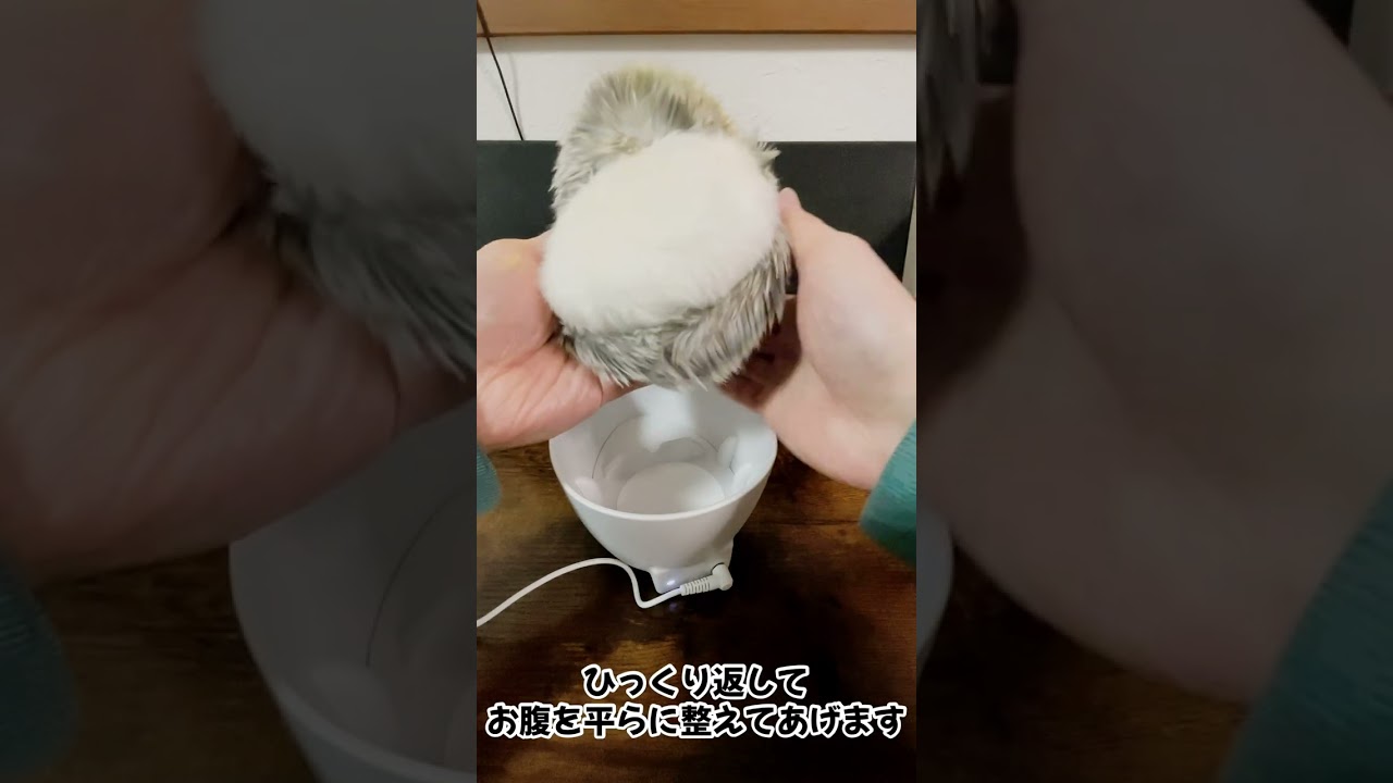 モフリンの充電が上手くいかない時に見るやつ【Moflin】 - YouTube