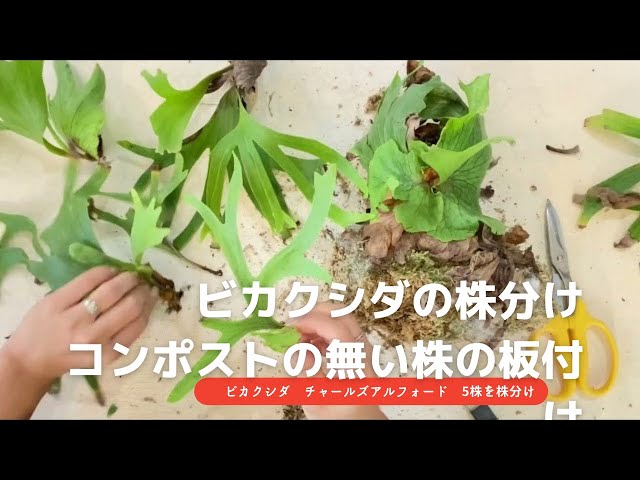 ビカクシダ 株分けしたら、5株もありました。板付けも丁寧にわかり