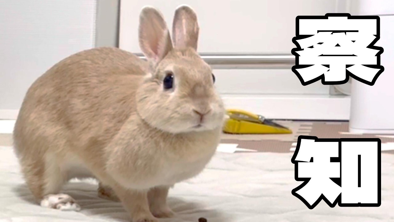 A rabbit that senses the presence of treats 100% EP1076 - YouTube