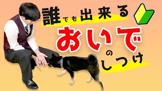 Super Easy to Understand] Easy for Anyone! How to Train Your Dog