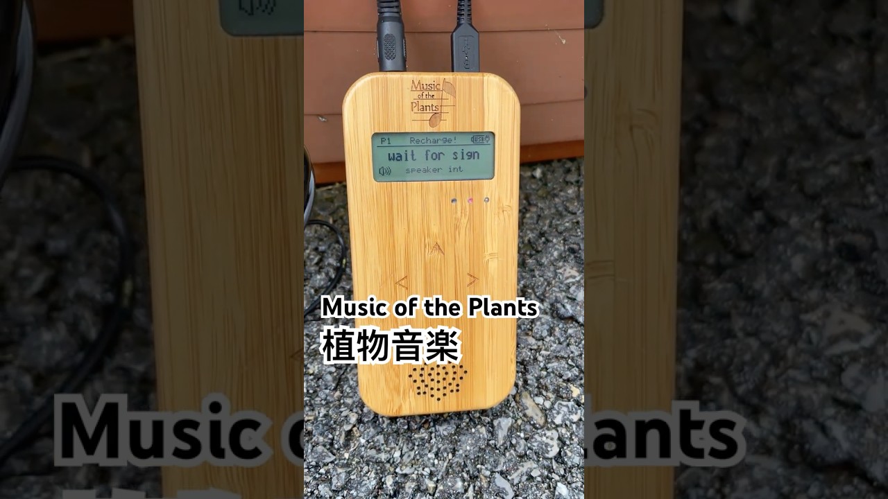 MSUIC OF THE PLANTS | Kackey@dabigtree OFFICIAL SITE