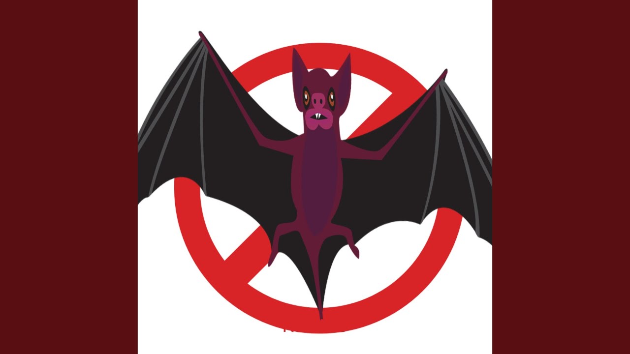 Hearing by Bats （コウモリの聴覚） maxresdefault.jpg