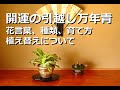 開運の引越しおもと】徳川家康公の開運のシンボル、花言葉、種類、育て