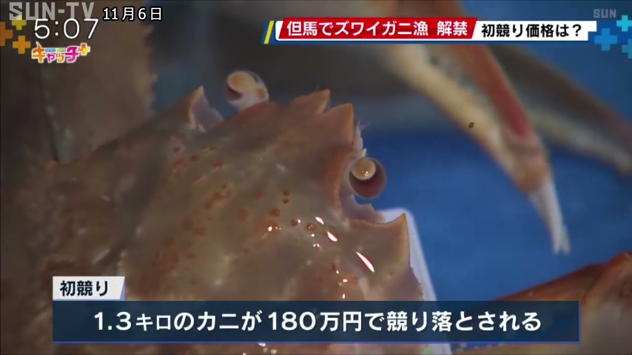 初競り価格は180万円 県内ズワイガニ漁が一斉に解禁 - YouTube