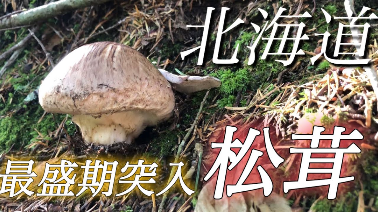 最盛期突入！北海道の松茸！ - YouTube