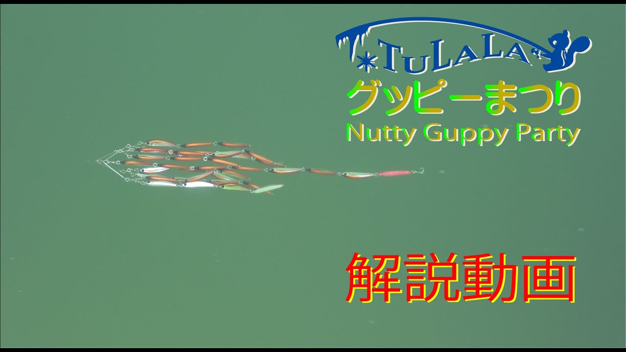 TULALA】グッピーまつり アクション＆解説 【魚群】 - YouTube