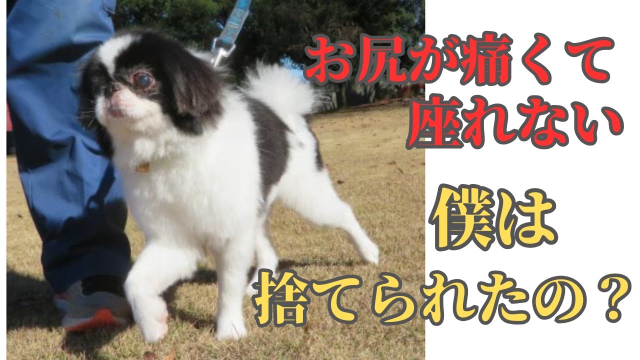 150 Rescued Dog] We took in an old dog from an animal welfare