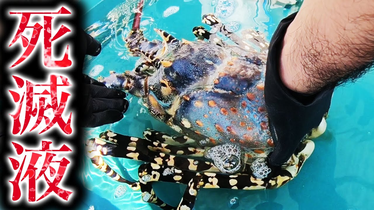 1000万円のエビを死滅液に入れてみた【1000万円の剥製作り #1】 - YouTube