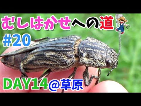 20 [Insect Exploration 1600] Extremely rare!? I discovered a