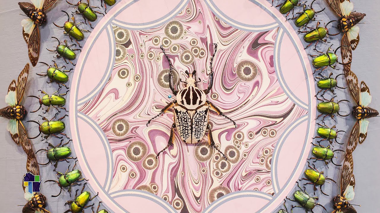 Wisconsin Life | Insect Artist - YouTube