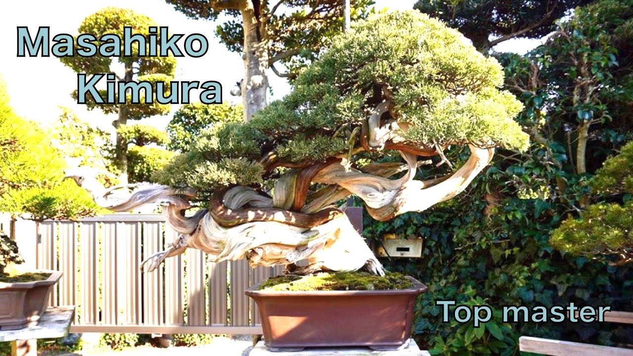 4K Bonsai] MASAHIKO KIMURA Visiting the nursery - YouTube