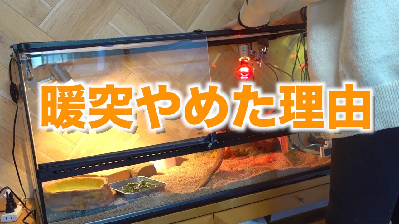 Bear-eared dragon breeding》I stopped using the heater - YouTube