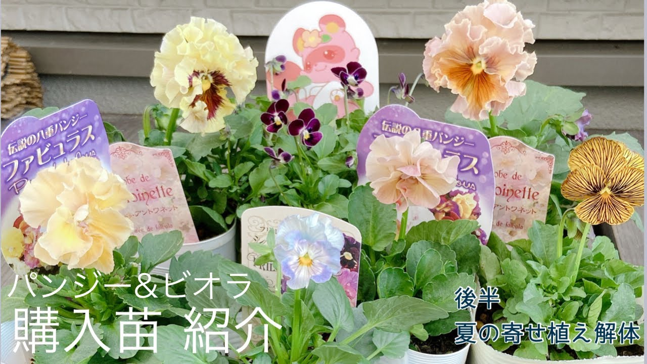ガーデニング》パンジービオラ購入苗紹介 | ローヴドゥアントワネット