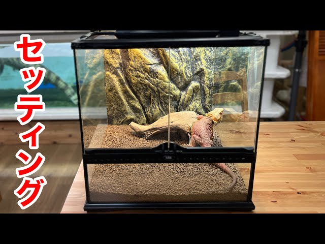 We will set up the best environment for breeding reptiles in