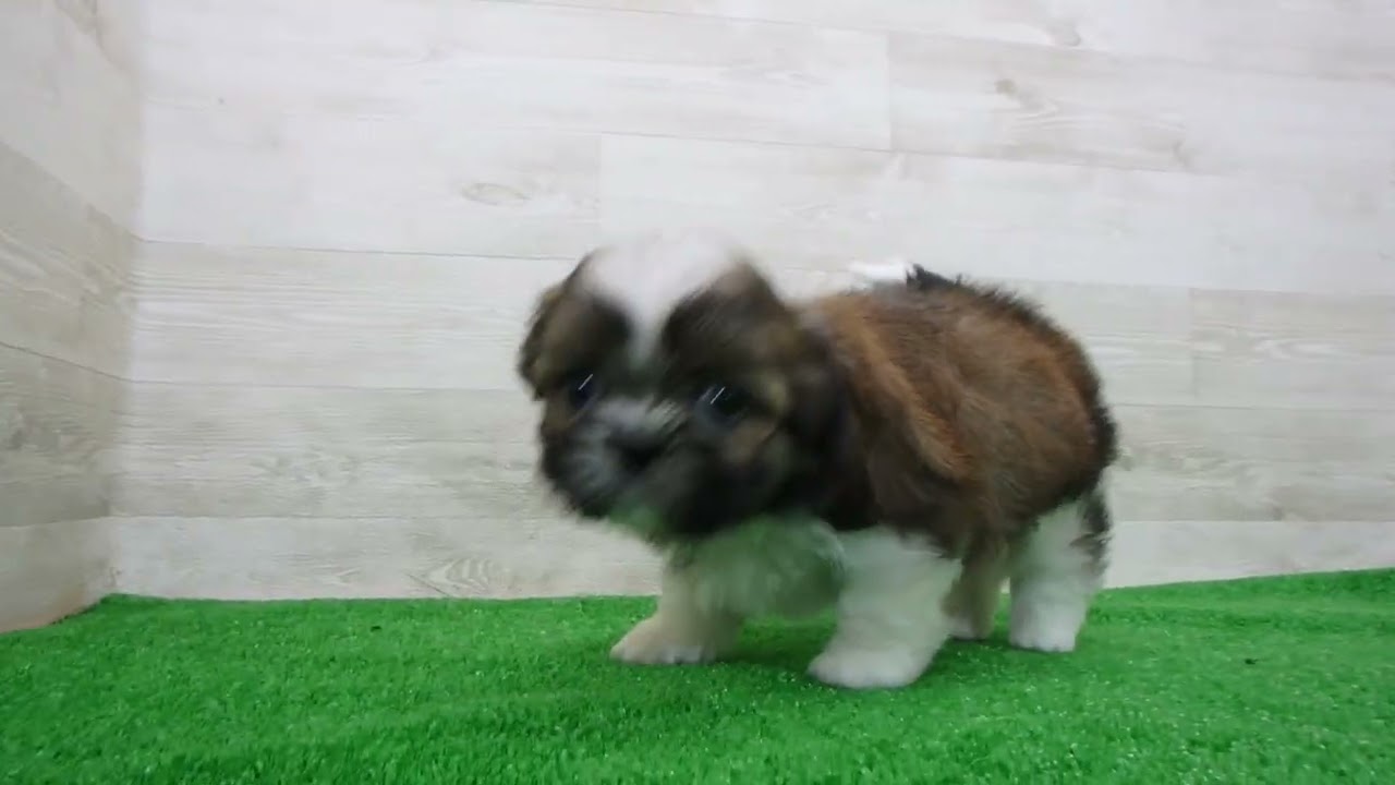 Coo&RIKU No.00748272 シーズー - YouTube