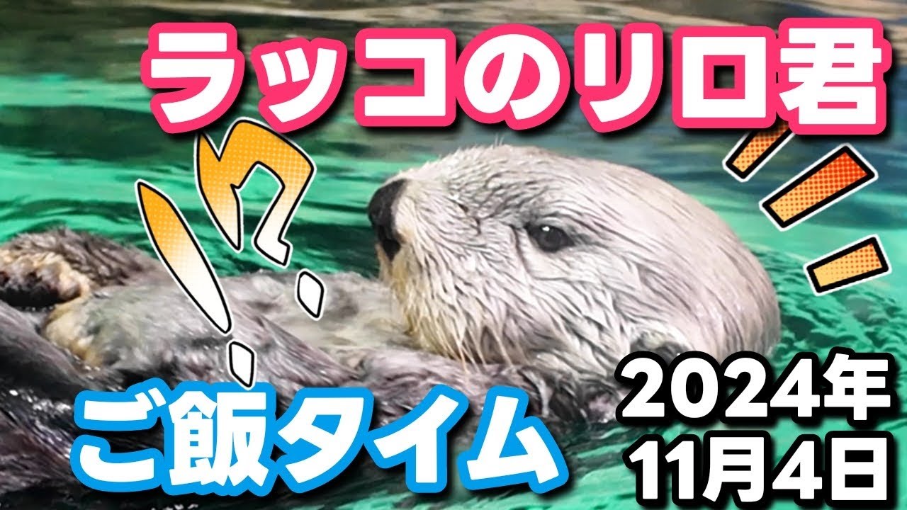 ラッコ リロくんのご飯タイム ☘️ノーカット版 ☘️マリンワールド海