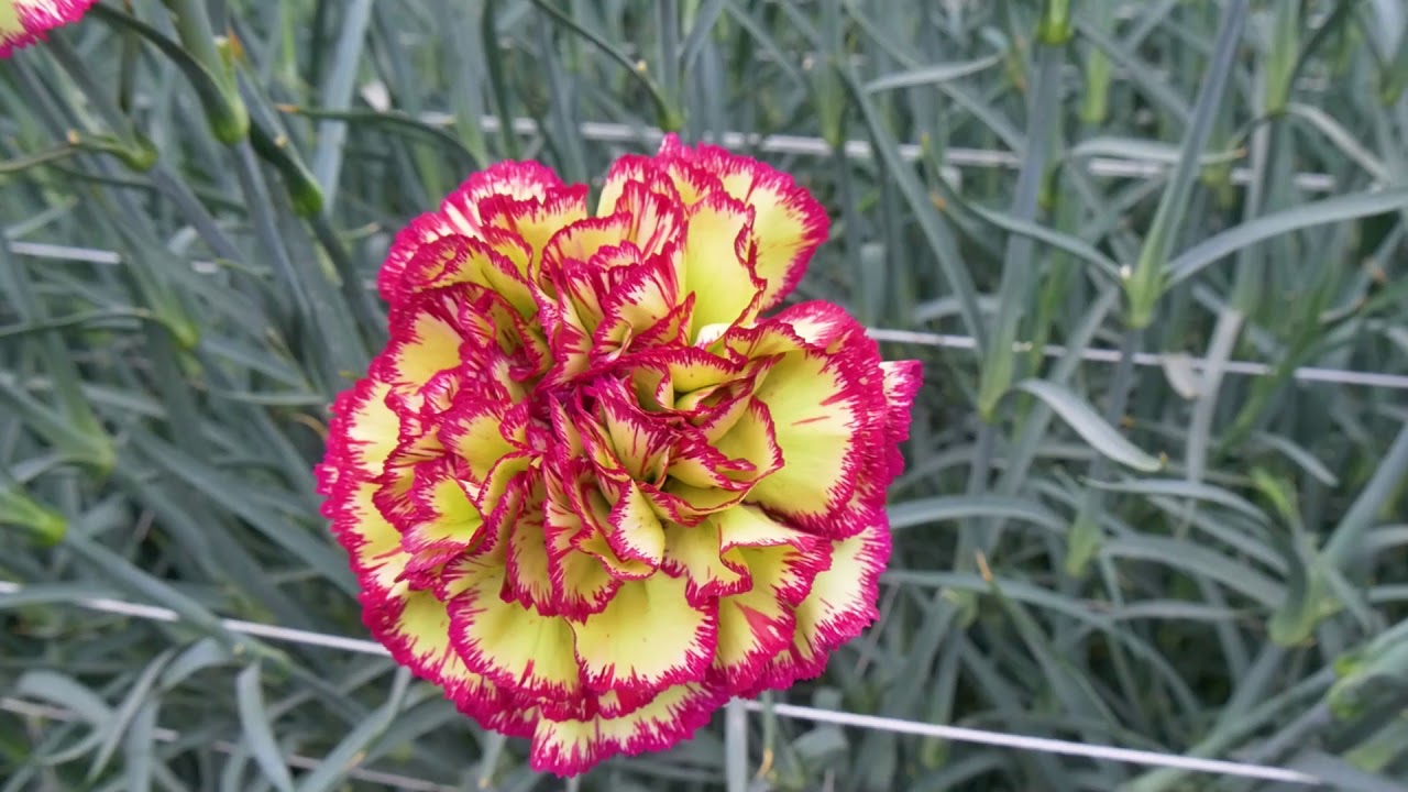 Extravaganza PV 13188 | Carnation Cuttings | Standard | Selecta