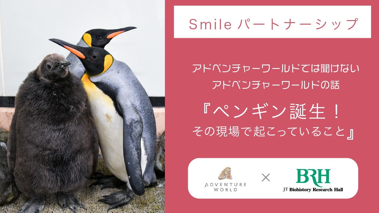 ペンギン誕生！その現場で起こっていること -アドベンチャーワールド