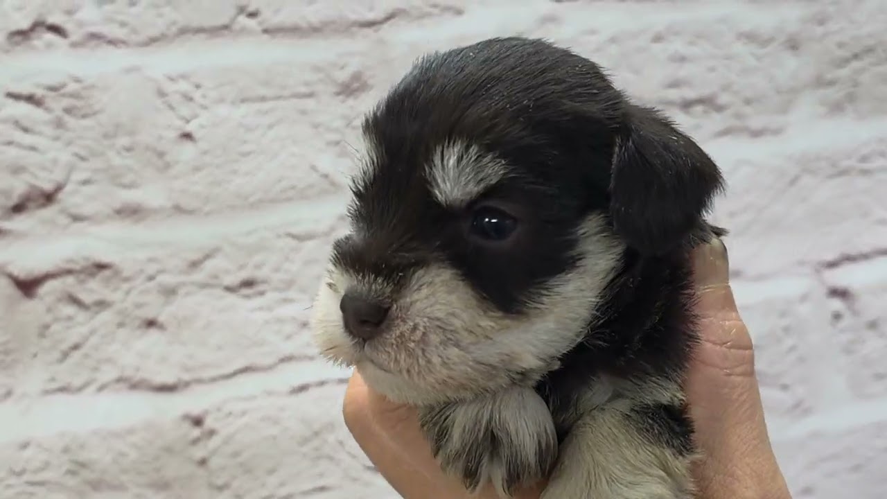 Mシュナウザー ♂A 260201生 260225撮影 - YouTube