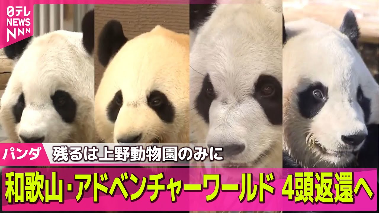 パンダ】和歌山のアドベンチャーワールド、4頭のパンダ全てを中国に