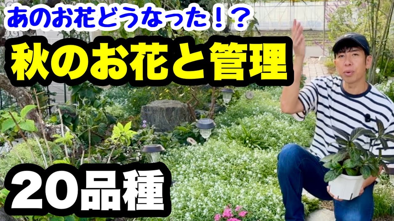 ◇Flowers in Yachan's Garden [We'll show you everything!] - YouTube