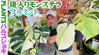 パルコジョキ】モンステラの中でも珍しい斑入りの「ミント