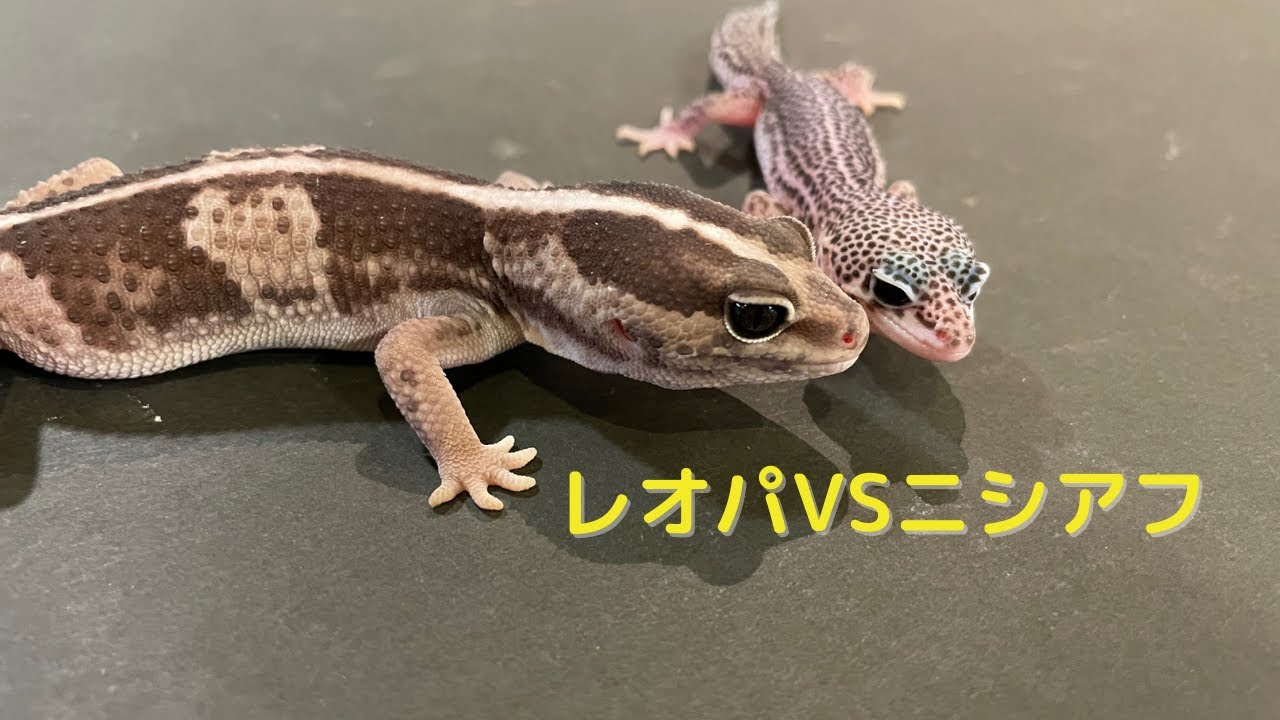 レオパとニシアフを比較しながら紹介‼ - YouTube