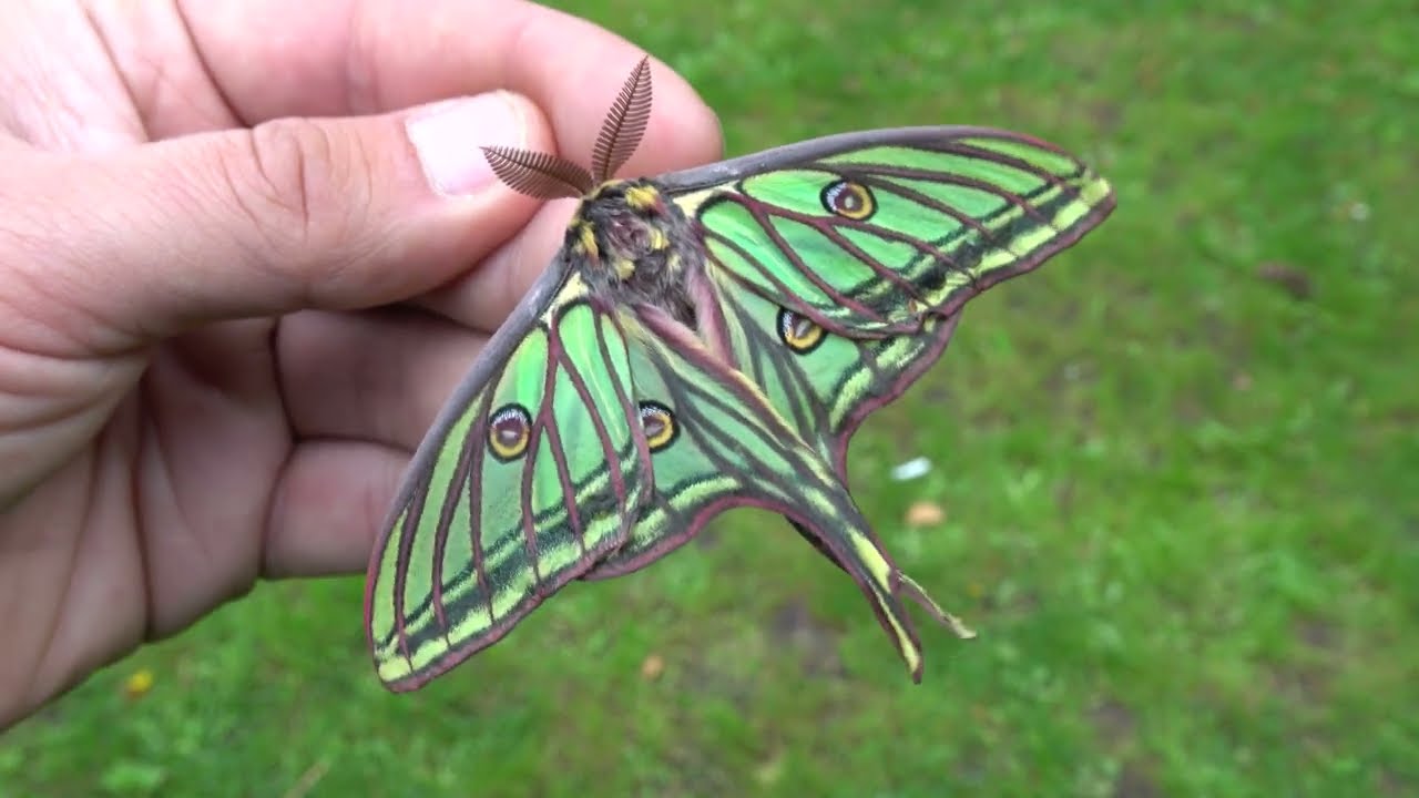 Spanish Moon Moth / Graellsia isabellae - YouTube