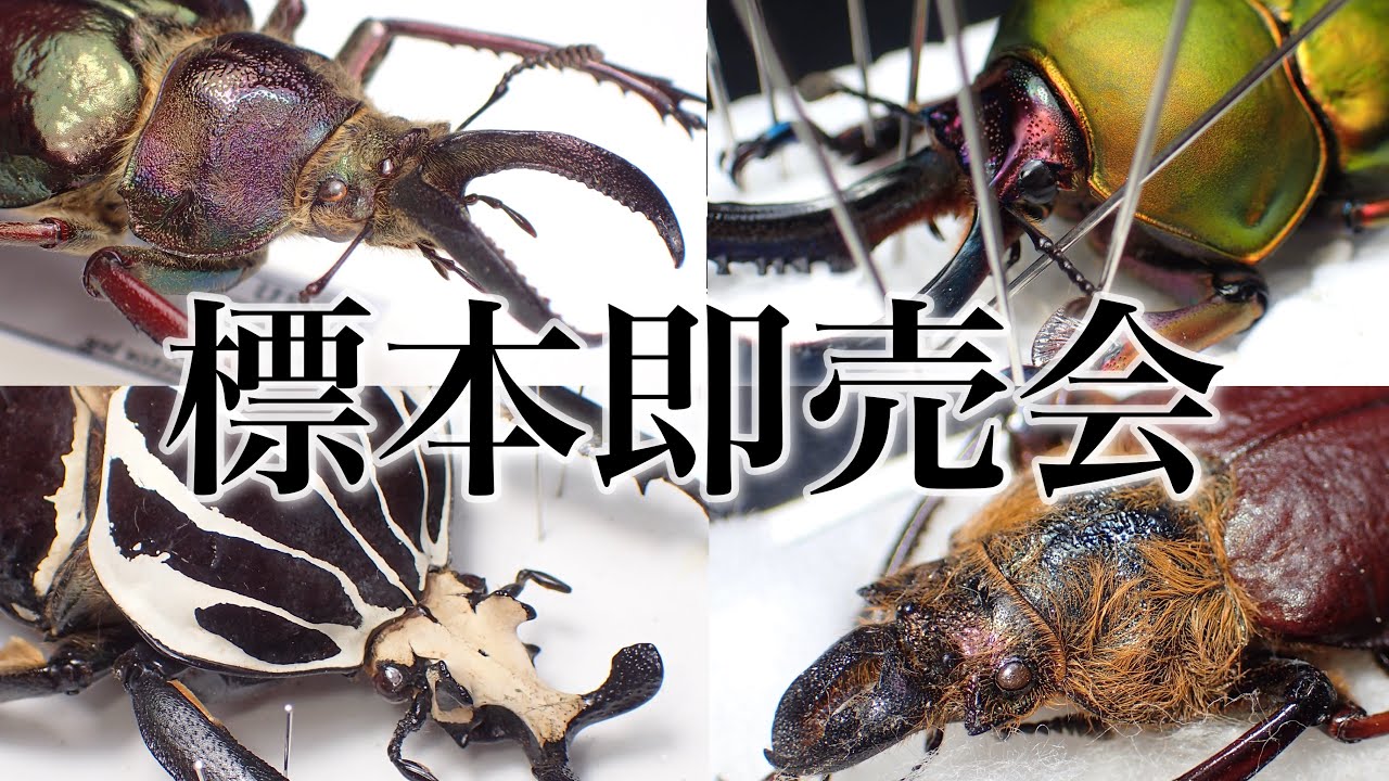 Introduction of the spoils of the Insect Fair 2024 and softening