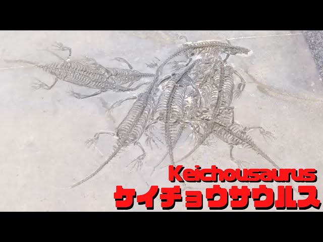 古生物紹介】ケイチョウサウルス(Keichousaurus) - YouTube