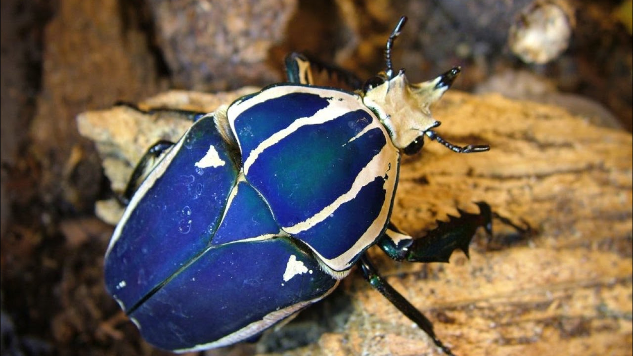 Mecynorrhina torquata ugandensis - breeding instructions part 1