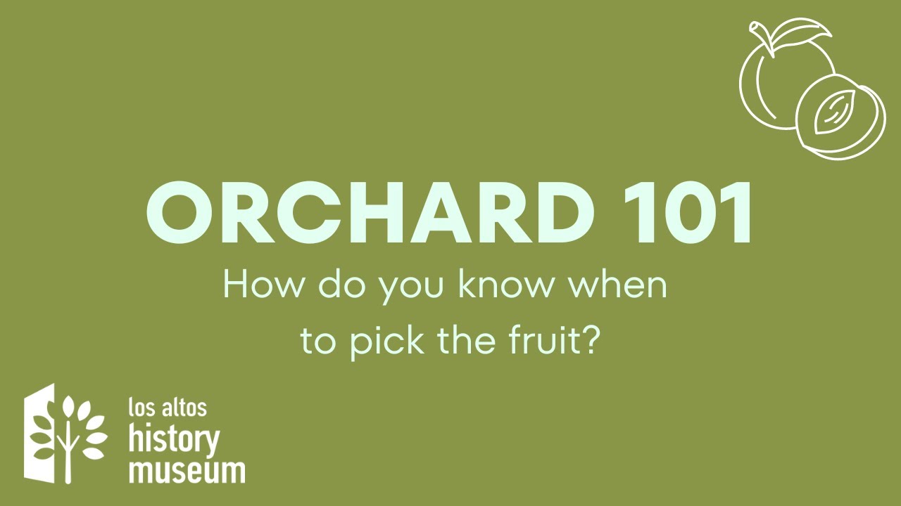Orchard 101: How do you know when to pick the fruit? - YouTube