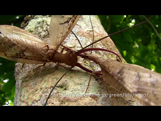 Dobsonfly fight Corydalus sp. - YouTube
