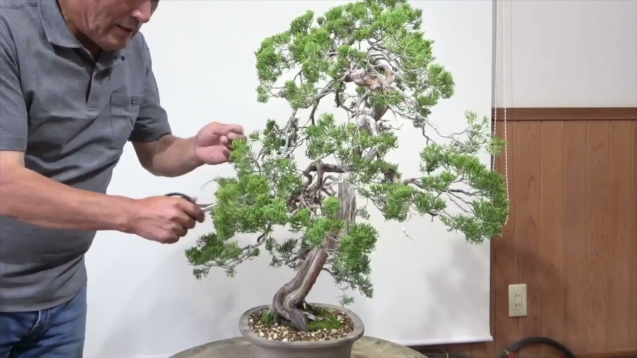 真柏】細幹ならではの味わいを求めて。（Chinese Junuiper） - YouTube