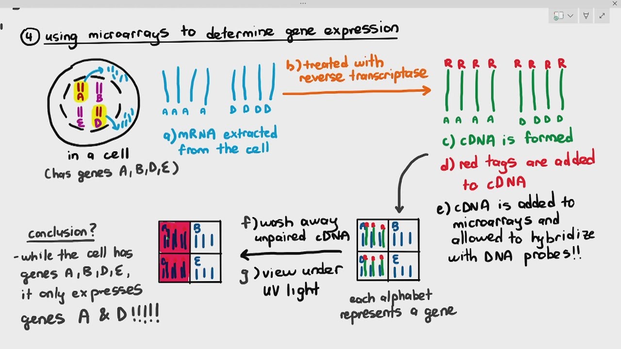 19-11 Microarray / DNA Chip - Part 2 (Cambridge AS A Level Biology