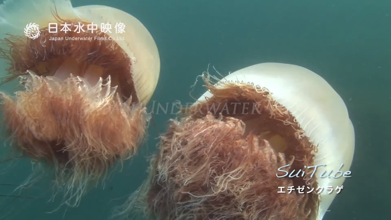 巨大クラゲ エチゼンクラゲ Huge jellyfish 