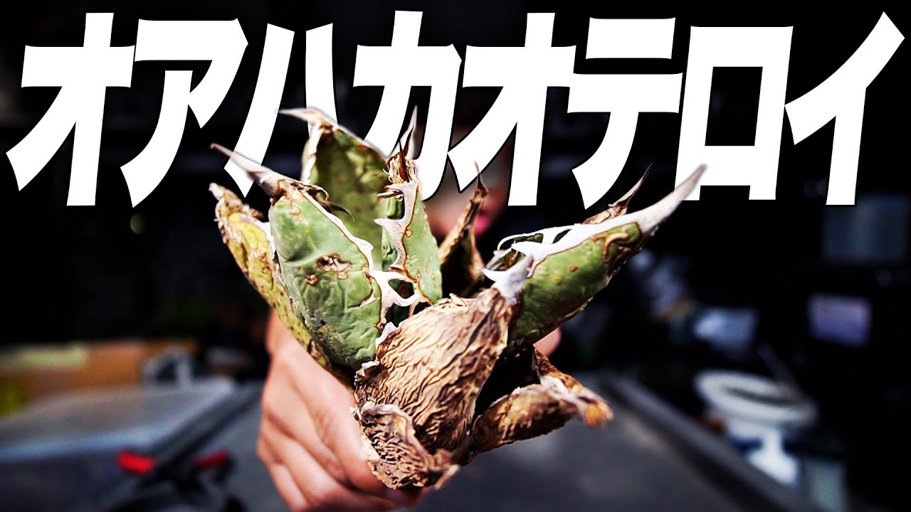 Plant Swamp] About the two Oaxaca Oteroi plants I recently