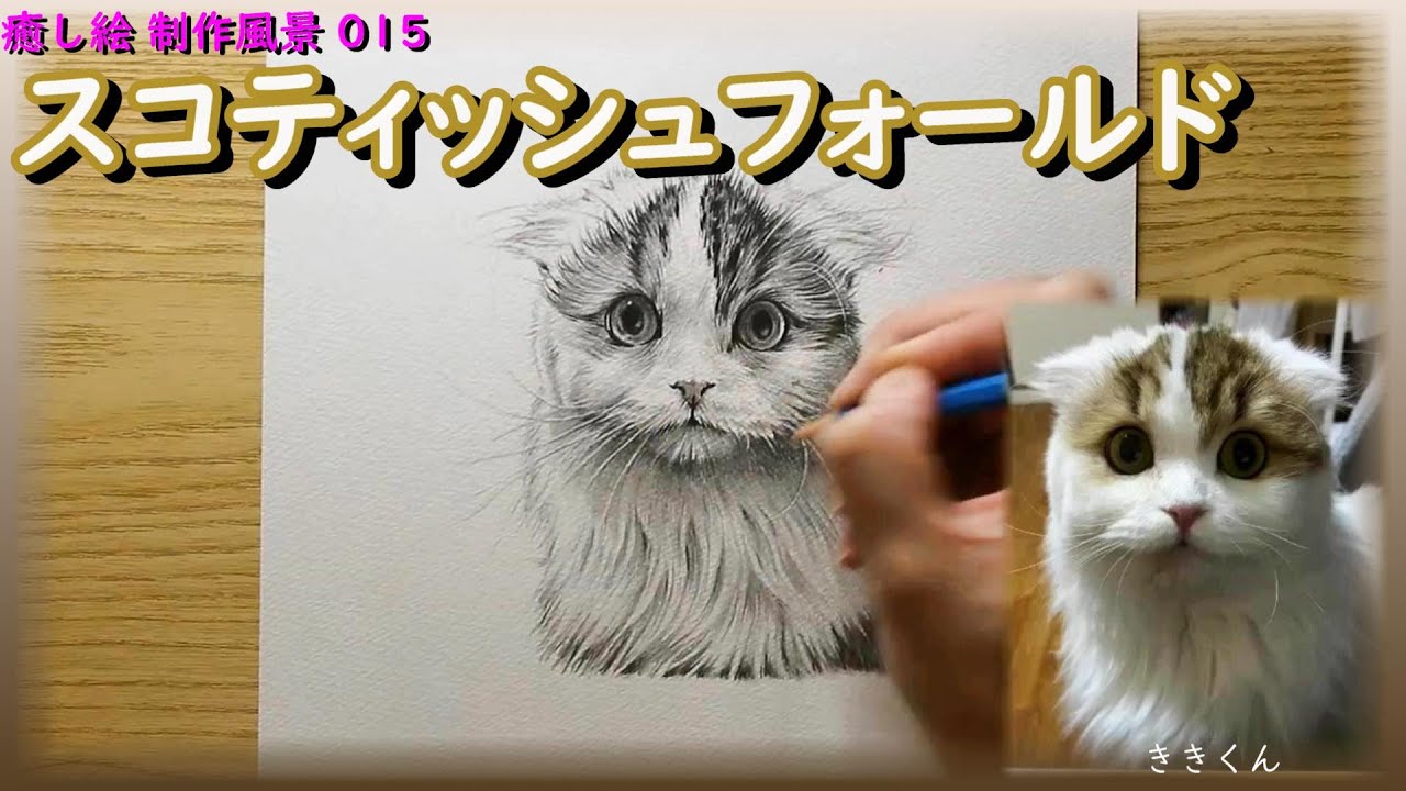 制作風景015】まん丸な目と折れ耳がかわいい スコティッシュフォールド