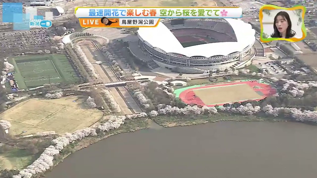 空中散歩】新潟市上空から見る桜の名所 鳥屋野潟公園 満開の